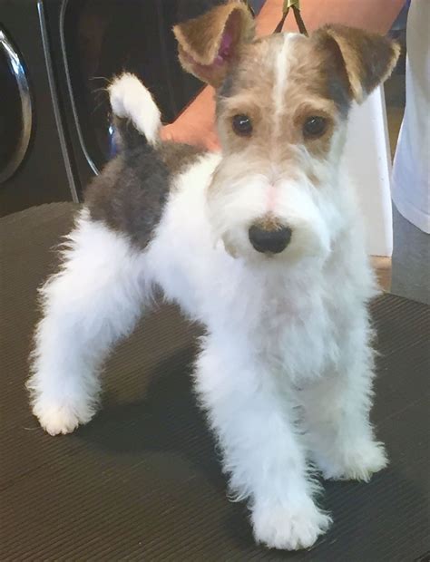 Adorable Wirehaired Fox Terrier
