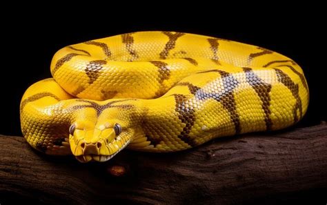 Image result for Python Serpent