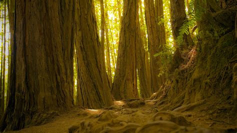 Muir Woods National Monument California United States Bing 4K Preview ...
