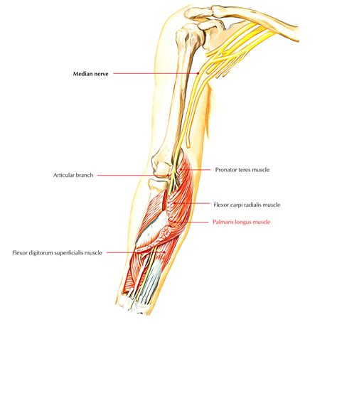 Palmaris Longus – Earth's Lab