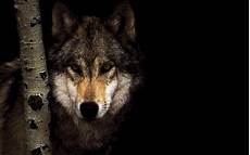 Black Cool Wolf Wallpaper by Black Wolf Wallpapers Wallpaper Cave Black Cool Wolf Wallpaper