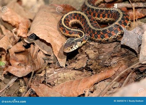 Red Sided Garter Snake stock photo. Image of beauty, environment - 3685074