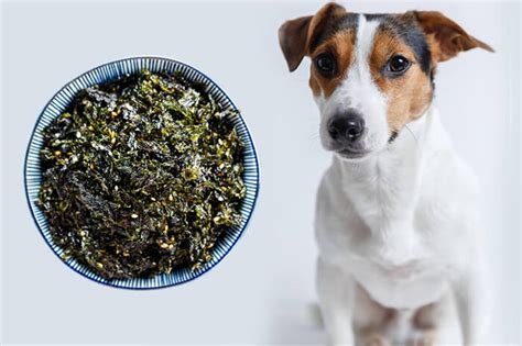 Can Dogs Eat Seaweed? - Nextrition Pet