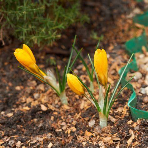 Шафран золотистый (Crocus chrysanthus) - PictureThis