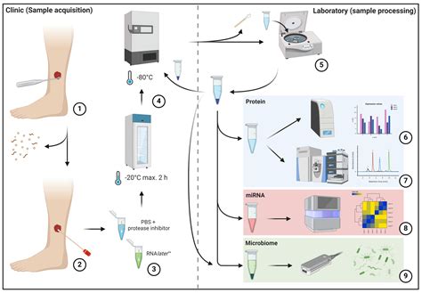 Assessment and Monitoring of the Wound Micro-Environment in Chronic ...