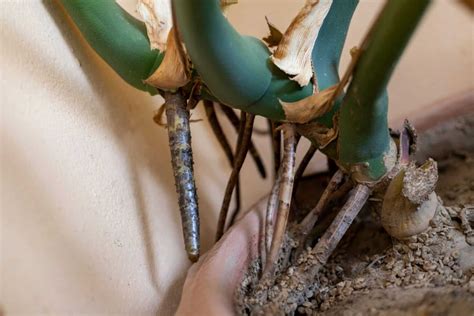 Growing Indoor Monsteras: How to Keep This Houseplant Happy Inside - A-Z Animals