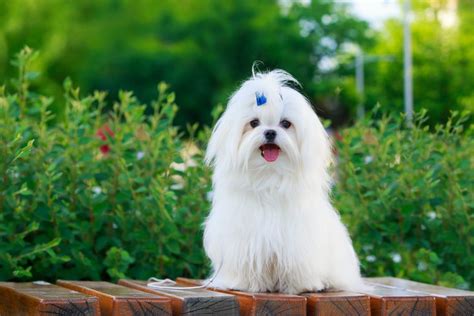 Revealed: 20 of the world's smallest dog breeds | Dog breeds, Small dog breeds, Fluffy dogs