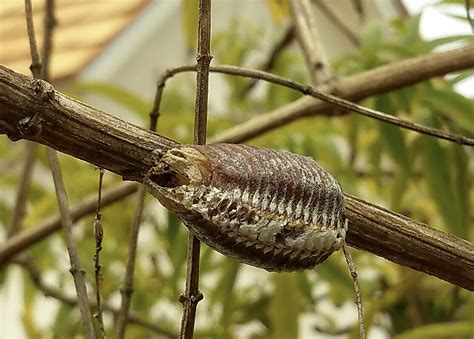 What to Do If You Find Praying Mantis Eggs in Christmas Tree Branches