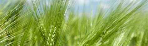 Download wallpaper wheat, field, rye, spikelets, ears, cereals, section ...