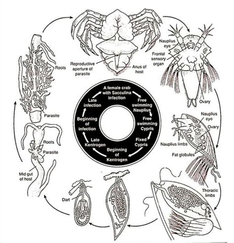 Describe the structure and life history of sacculina - Brainly.in