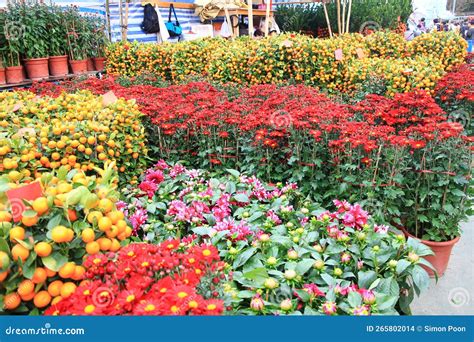 Visit the Flower Market in New Year 的图像结果