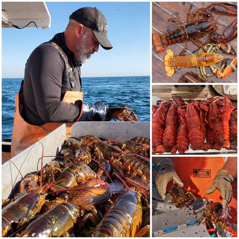 LIVE MAINE LOBSTER!! 6 Lobsters for $99!! ONE DAY ONLY!! Cuyahoga ...