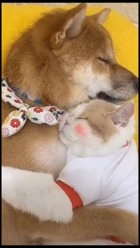 Ultimate Funny dogs compilation! Most viral dogs - One News Page VIDEO