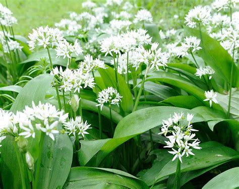 Wild Garlic Plant Edible