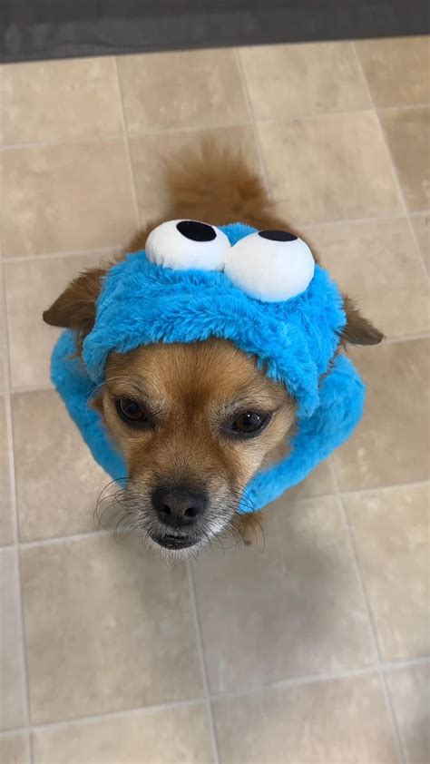 90 Best Dog Halloween Costumes - Fidose of Reality | Dog halloween ...