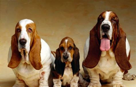 巴吉度犬，有着比脸还要大的耳朵，是世界上公认最大耳朵的狗|巴吉度|耳朵|猎犬_新浪新闻