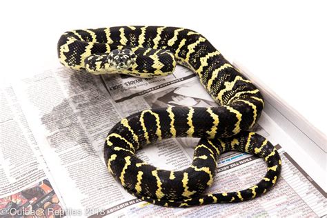 Image result for Red Jungle Python