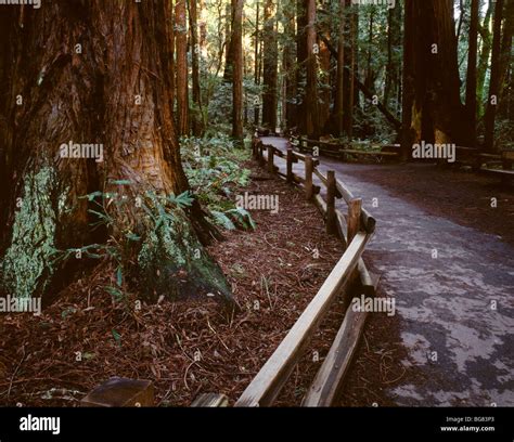 Bohemian grove california hi-res stock photography and images - Alamy