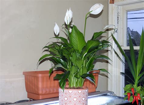 How To Care for a Peace Lily Indoors: Easy Beginners Guide - Stay Green ...