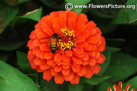 Zinnia flower varieties