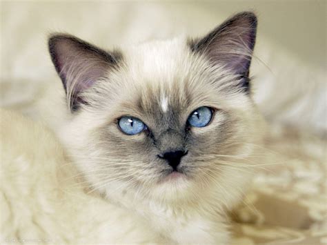 Image result for Ragdoll Engine GUI Script