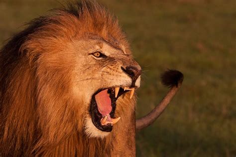 The Lion King 2019 Hyenas 的图像结果