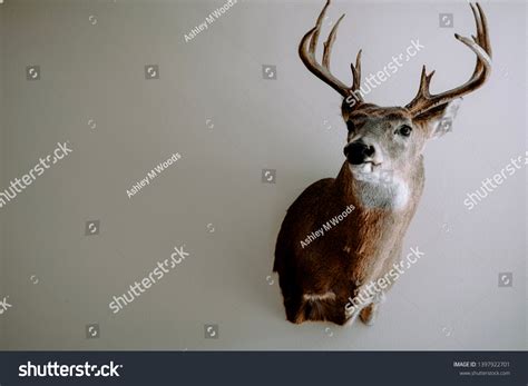 Mounted Deer Head Side View
