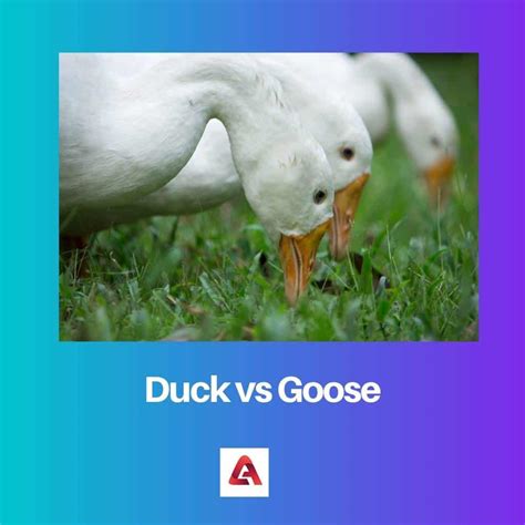 Duck vs Goose: Difference and Comparison