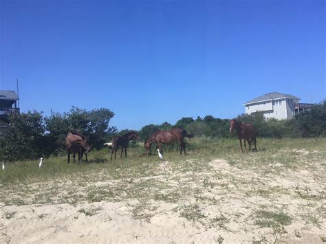 COROLLA WILD HORSE FUND (Corolle): Ce qu'il faut savoir