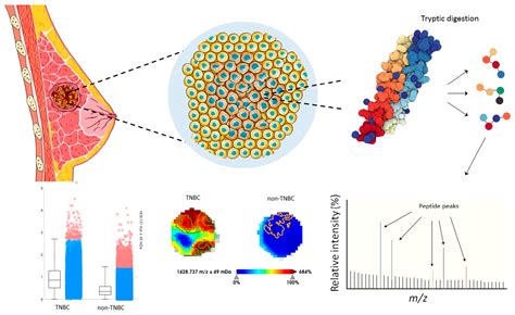 Characterization of Hormone Receptor and HER2 Status in Breast Cancer Using Mass Spectrometry ...