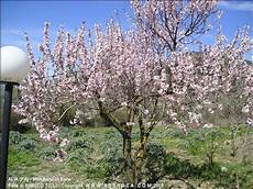 fiori di mandorla contra omnia racalmuto esile il mandorlo vigile l ulivo fiori di mandorla contra omnia racalmuto esile il mandorlo vigile l ulivo