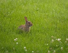 Image result for Baby Rabbit Hiding in the Grass