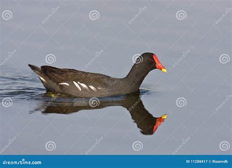 Common Moorhen stock image. Image of south, gauteng, habitat - 11288417