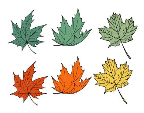 Image result for Vector File of Maple Leaf