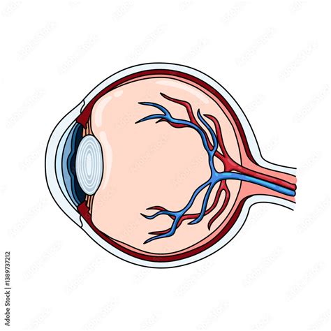 Image result for Normal Human Eye