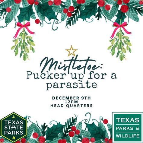 Mistletoe: Pucker-up for a Parasite, Ray Roberts Lake State Park ...