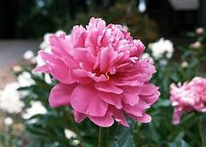 fiore flowers flowers peony flower fiore flowers flowers peony flower