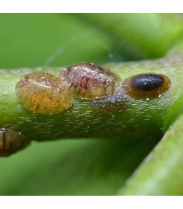 Image result for Scale Insect Control