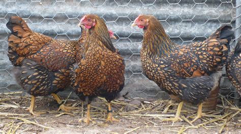 Blue Laced Gold Wyandotte