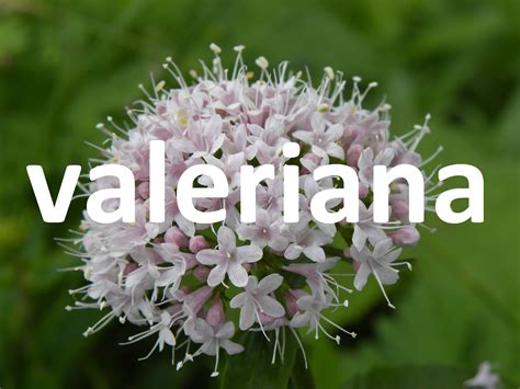 Valeriana (Cualidades) (Propiedades) – Recetario Cocina