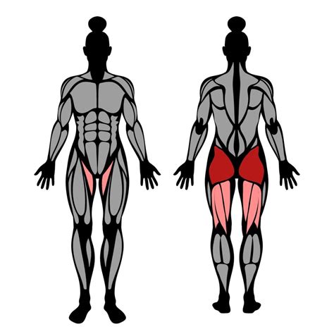 Image result for Hip Thrust Muscles