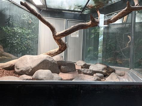 Image result for Rock Python Habitat