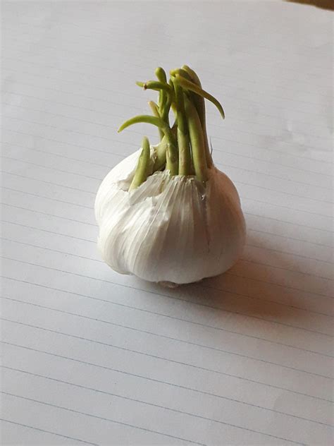 Image result for Sprouting Garlic