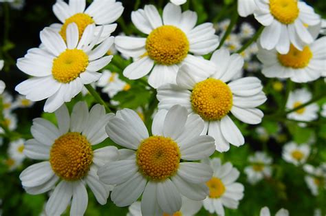 Herbal Remedies For Migraines From Cannabis seeds to Hemp Oil