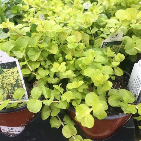 Can Creeping Jenny Be An Indoor Plant at Sandra Wells blog