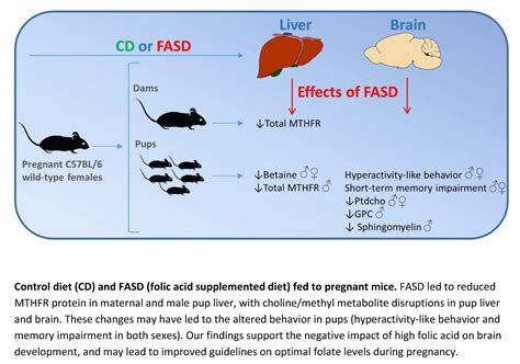 Moderate Folic Acid Supplementation in Pregnant Mice Results in ...