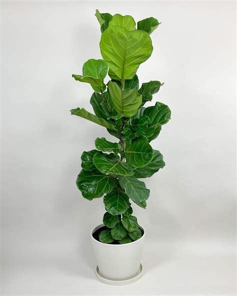 Buy Fiddle Leaf Fig, Ficus Lyrata Plant For Indoors/Outdoors