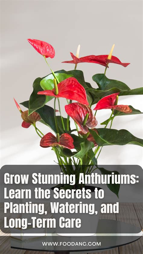 How to Plant, Grow, and Care for Anthuriums: A Comprehensive Guide ...
