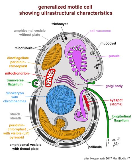 Dinoflagellates Cell