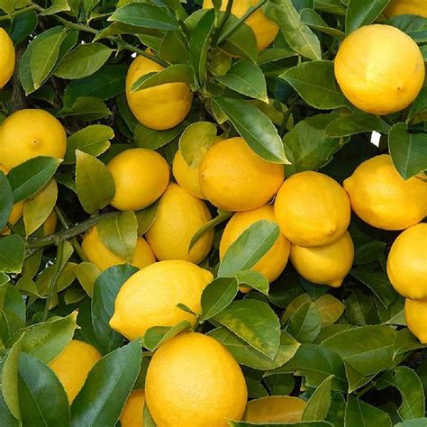 Buy Nimbu Balaji Lemon Nimbu Layering/Grafted Fruit Plant at Lowest ...